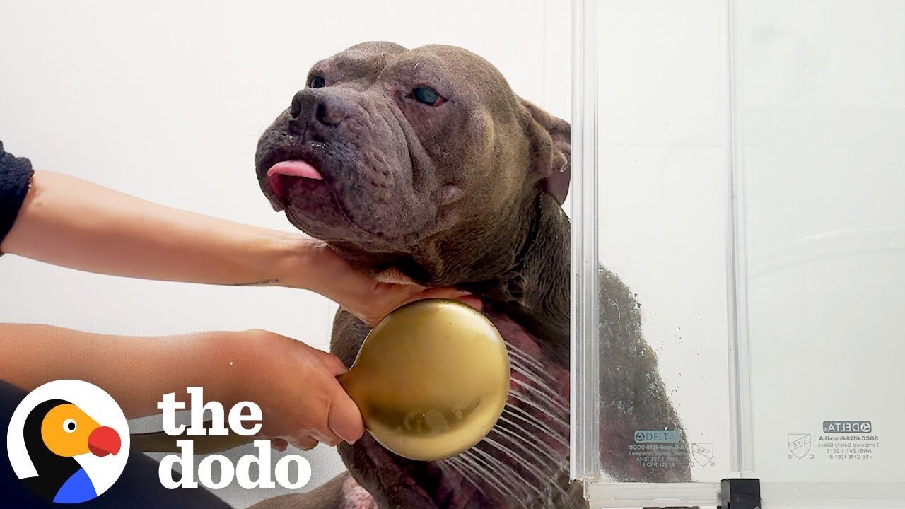 Paralyzed Pittie Loves Bath Time With His Mama | The Dodo
