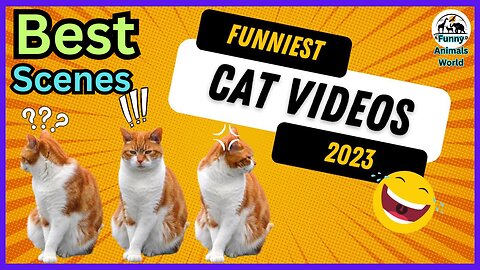 Funny Cat Videos 2023