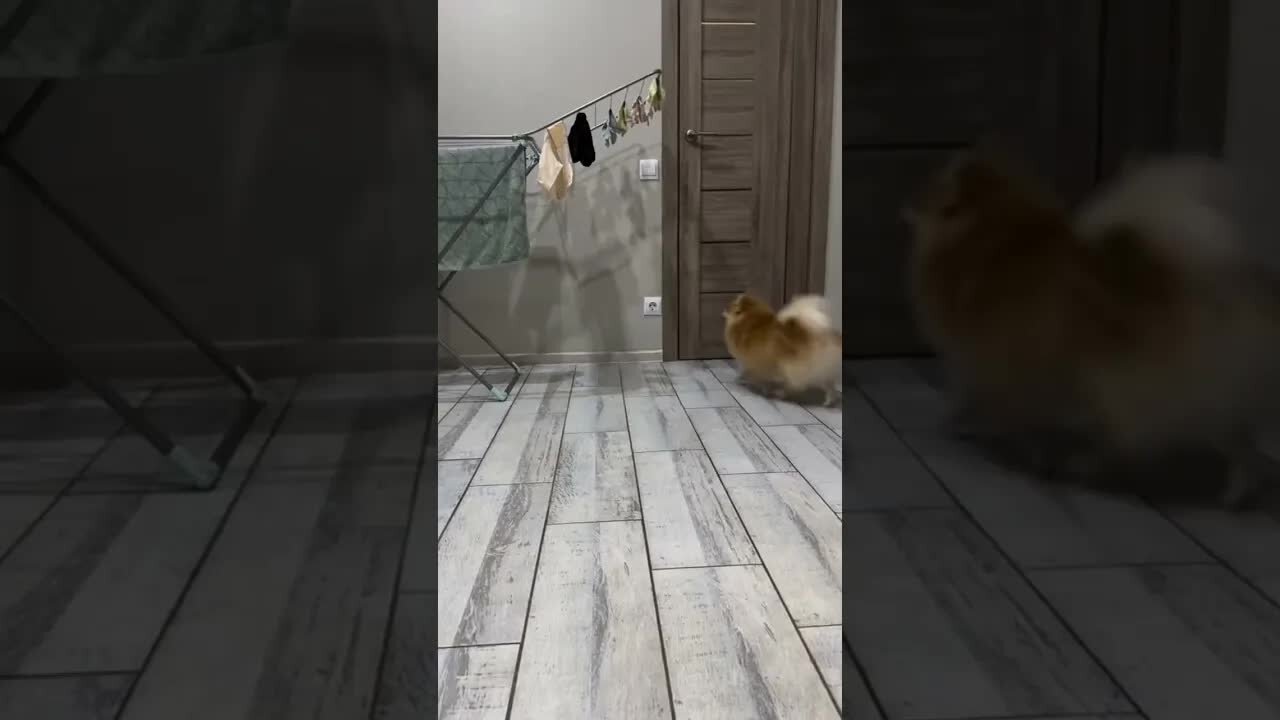 Cute animal videos