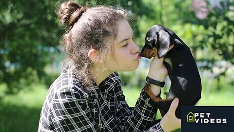 Playful Cute& funny Instagram Dachshund dogs Videos | Adorable Sausage Dogs Videos Try Not To Laugh
