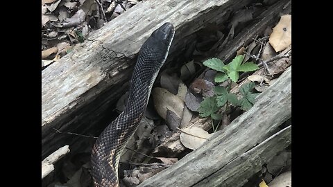 So Slitherin!