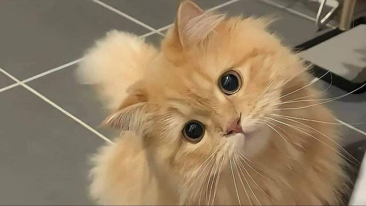 cute and funny cats and pets