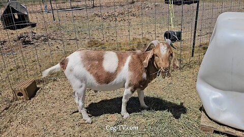Graham Family Farm NW: 12:30 PM July 5 2025