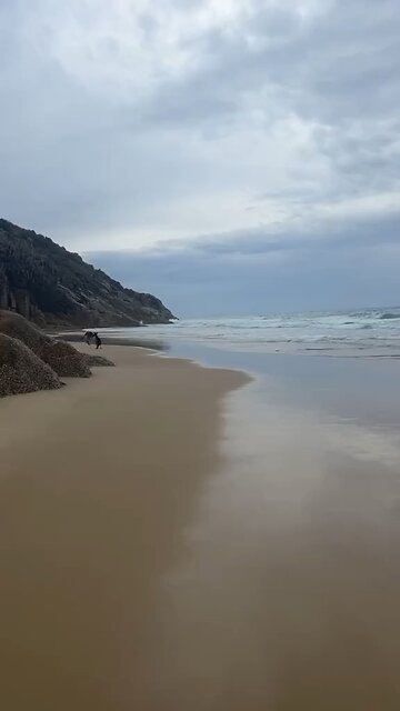 Kangaroos at the beach