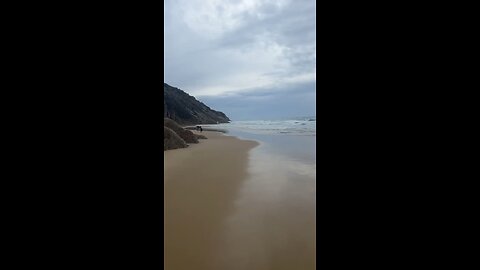 Kangaroos at the beach
