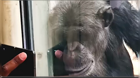 Chimpanzee reaction to watching king Kong