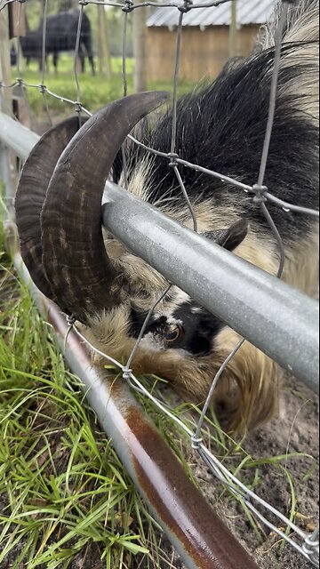 Rescuing our goat from slow death