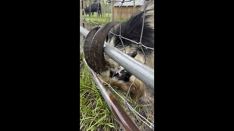 Rescuing our goat from slow death