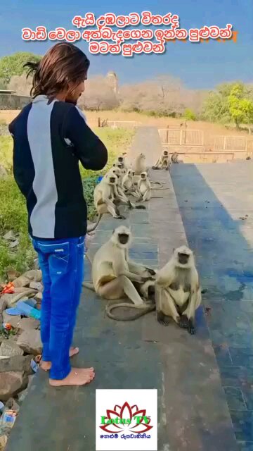 monkeys