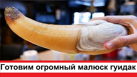 Cooking a huge malyusk guidak seafood dish
