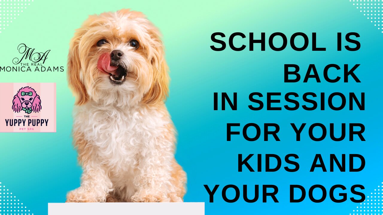 School's Back in session not just for your kids, your furry little ones too