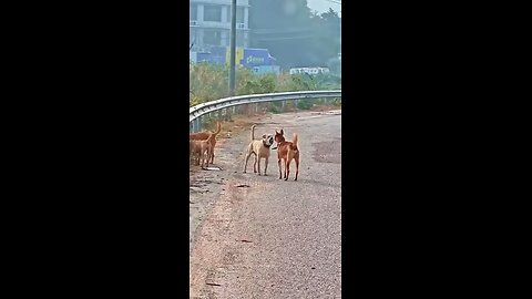 Har har Mahadev 🙏🏻🙏🏻🙏🏻🙏🏻🙏🏻 Dogs 🐕 and 🐈 cat 🐈 Satendra Singh Chauhan
