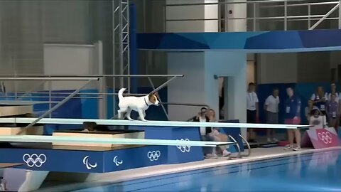 Dog Olympics Springboard Event!
