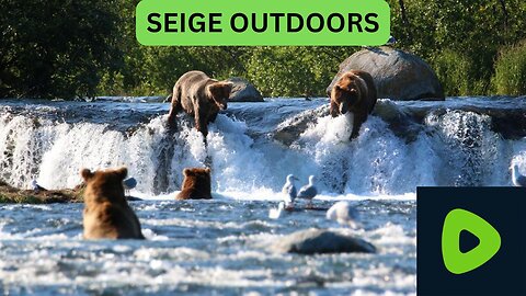Katmai National Park Bear Feeding Live Stream!