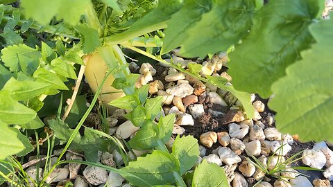 radish 🫜