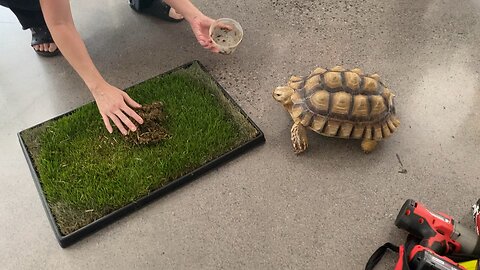 Turtle treat 1