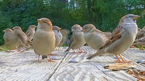 More House Sparrows Come to Eat at the Wood Bench