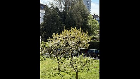 Swiss in spring