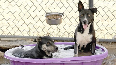 From the arid desert to their own luxury pool, we made a difference.
