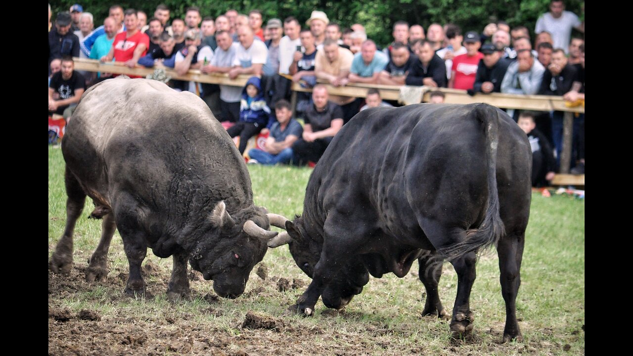 KAMATAR OD RASPUDIĆA I IVKOŠIĆA VS JELENKO OD RAMLJAKA 2025