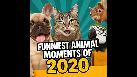 "Funniest Animal Moments of 2026 | Best Hilarious Clips!"