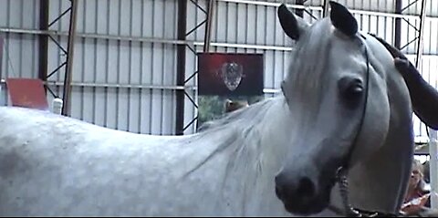 The Stallions - 2010 Paradise Arabians