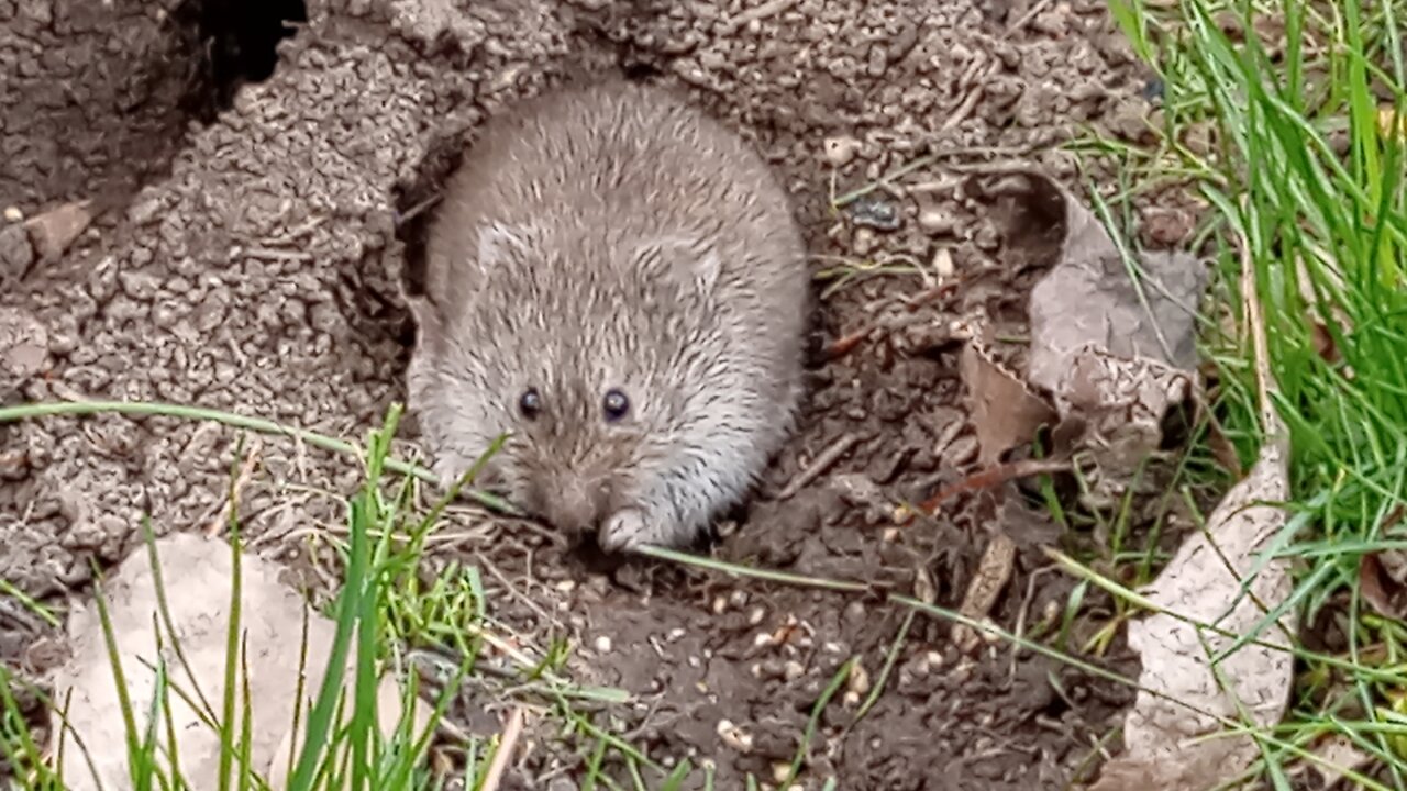 Best Video Of Mr. Man Ever - Wyoming Vole