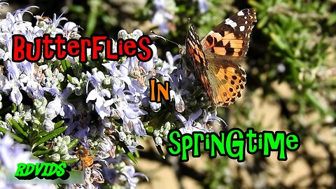 Butterflies And Bees Enjoying The Spring