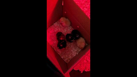 Finally Found Chicks