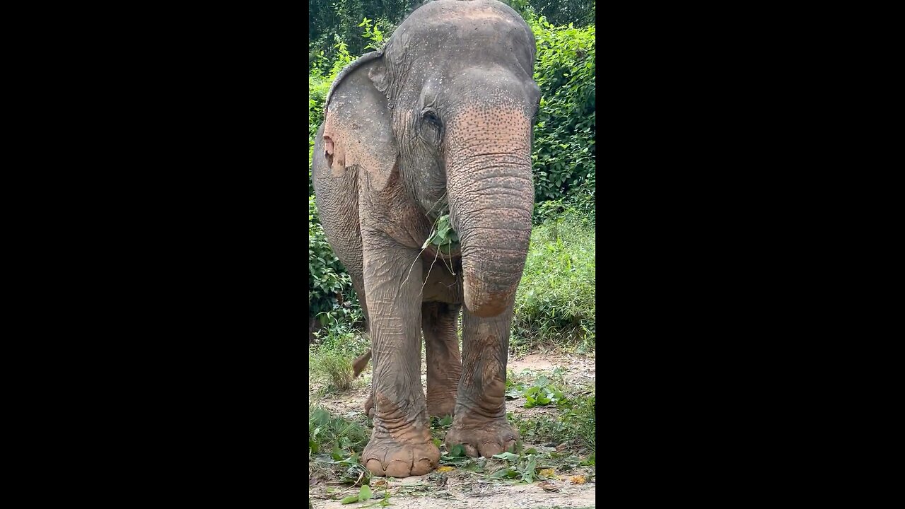 Follow me for more videos 🦜🐈🐕🫶