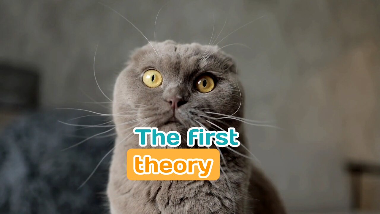 All Cats Develop Primordial Pouches To Protect Their Abdomens, And There Are Three Main Theories