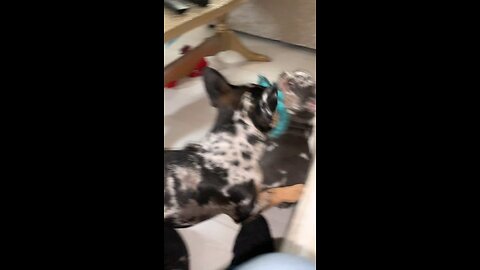 When Belle and LaRusso were puppies