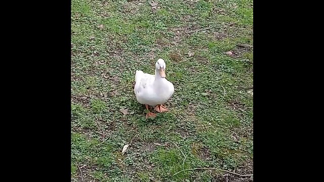 Quackers the duck 🦆