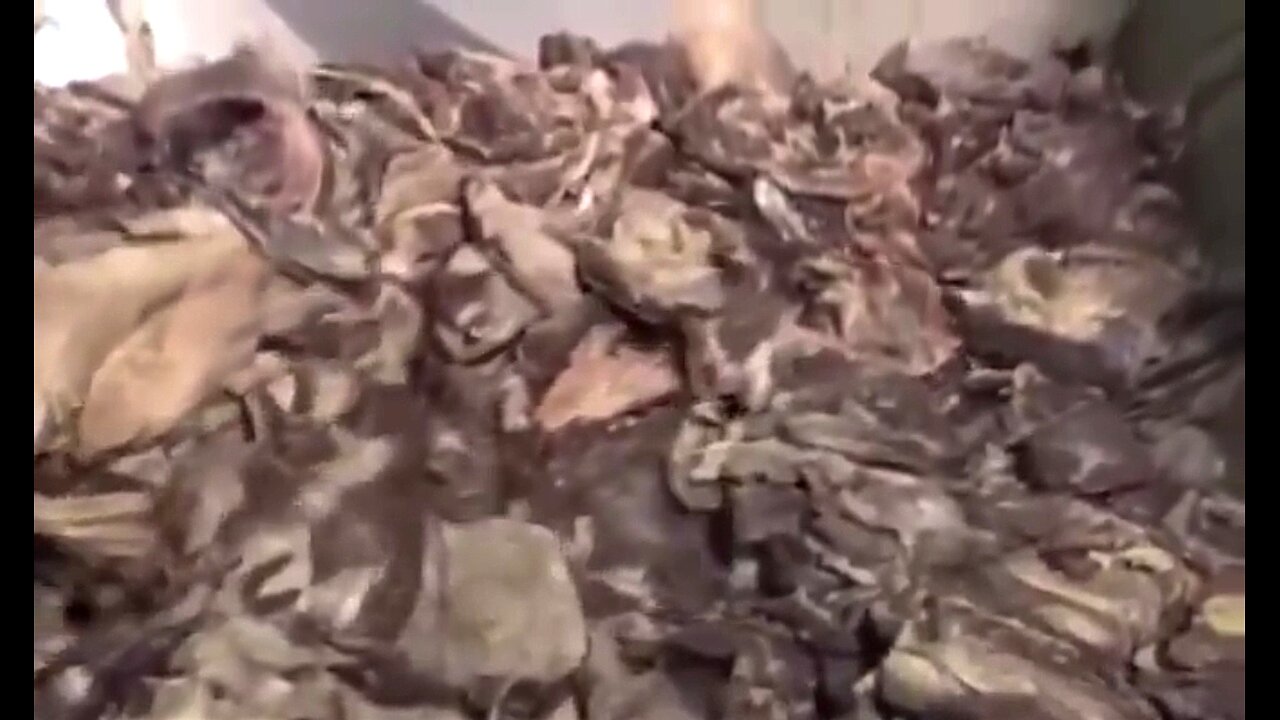 MCDONALD'S BURGERS CAN HAVE UP TO 1,300 DIFFERENT STRANDS OF ANIMAL AND EVEN HUMAN DNA? CRAZY, RIGHT