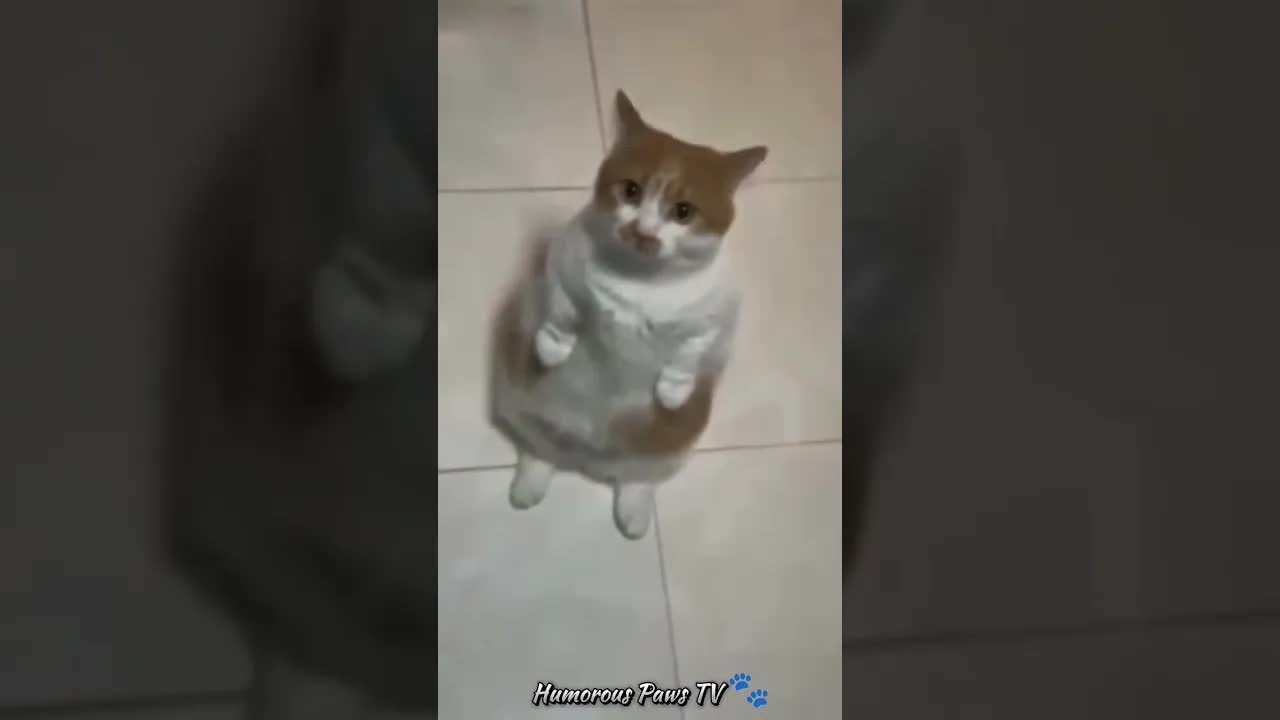 Funny animals 2024😂- Funniest Cats and Dogs Video😹🐶
