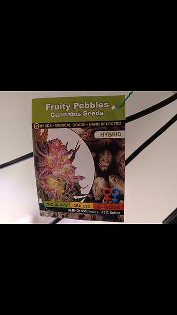 Fruity pebbles Photo period