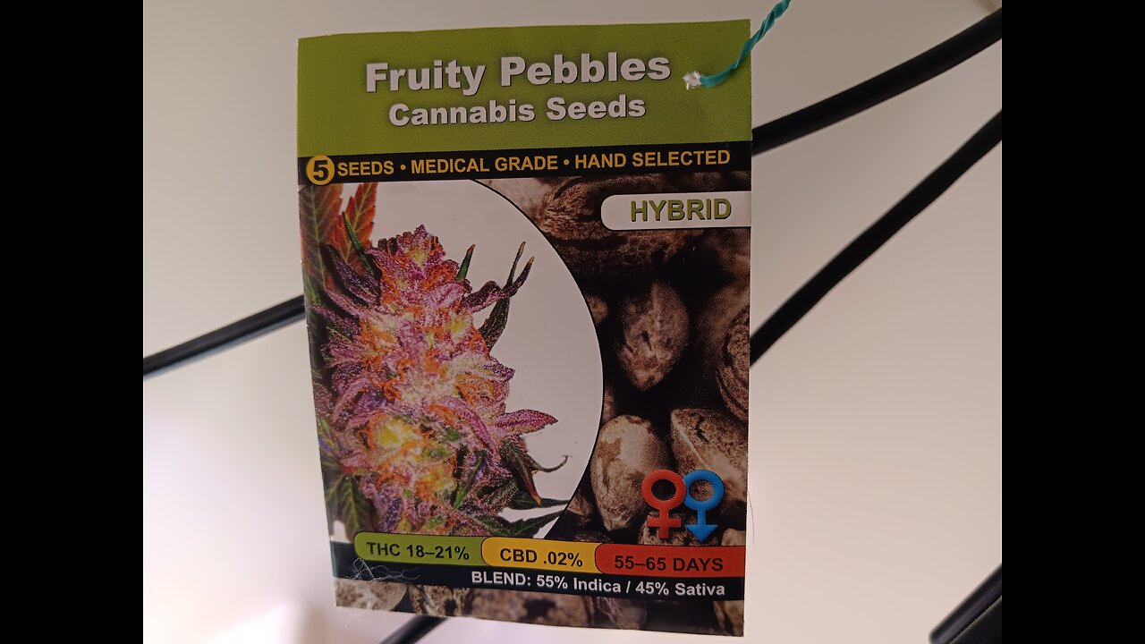 Fruity pebbles Photo period