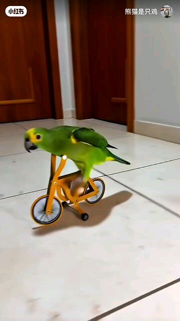 Parrot riding a bicycle