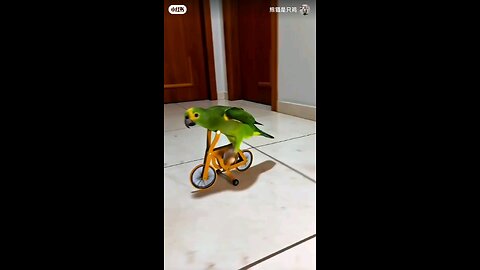 Parrot riding a bicycle