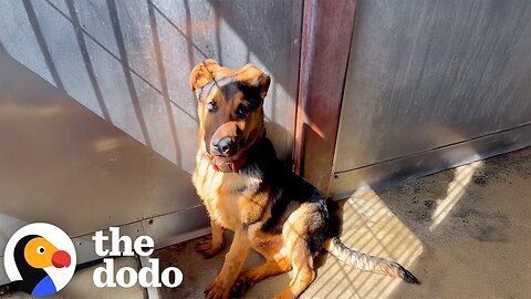 Sick' Puppy On Euth List Gets Out At The Very Last Moment | The Dodo