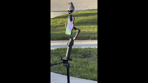 Carolina Chickadee Crashes Camera During Livestream! | 4K