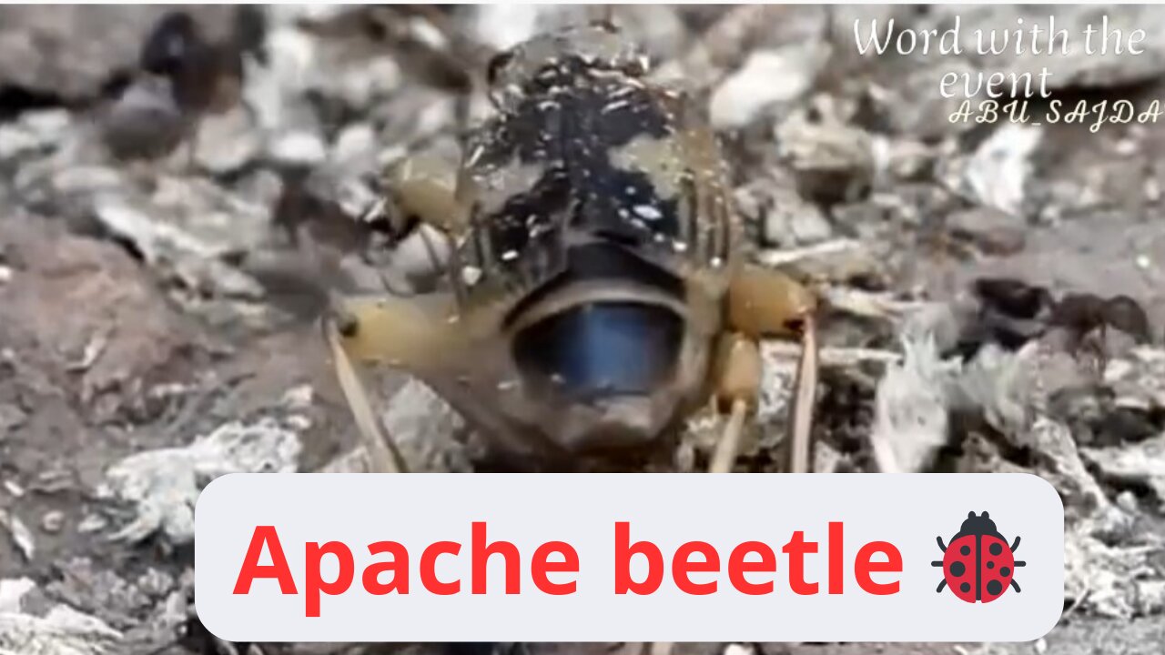 Watch the Apache beetle 🐞