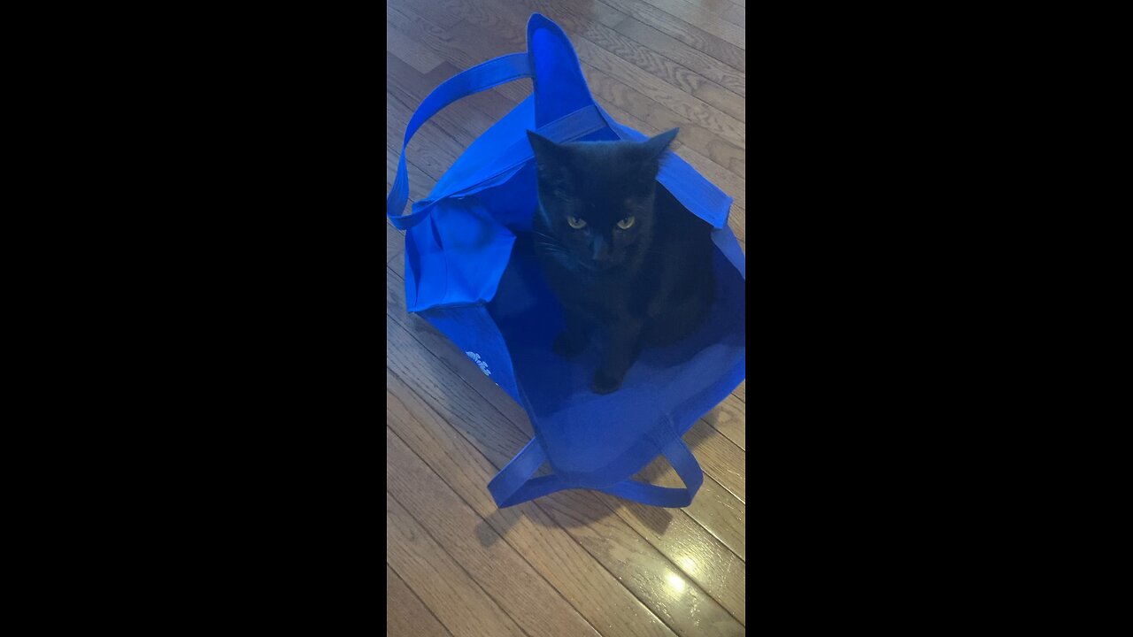 Pepper’favorite playing