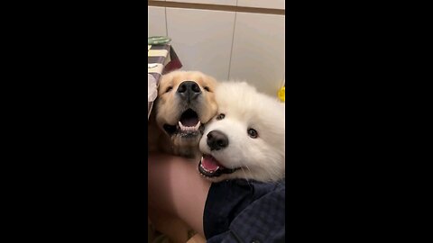 Cutest Pets 😍❤️