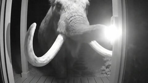 Caught in 4K: Prehistoric Animal Rings Doorbell