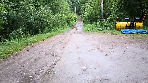 White-tailed deer