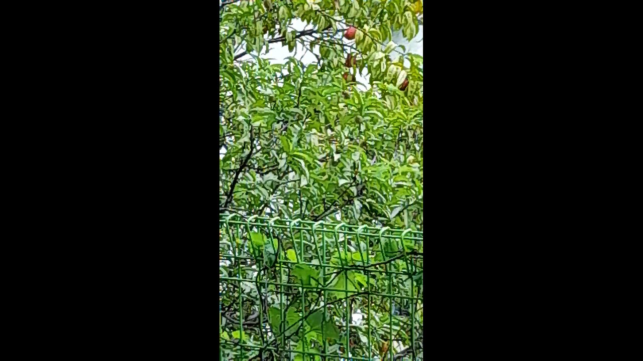 20250701. Summer. Red Fruit.