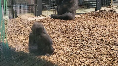 Great Monkey at London Zoo. Baby Gorillas. Alberic Walters Video.