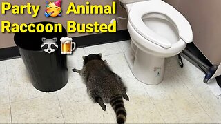 Drunk Raccoon Breaks Into Liquor Store, Gets Absolutely Hammered & Passes Out in Bathroom