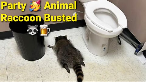 Drunk Raccoon Breaks Into Liquor Store, Gets Absolutely Hammered & Passes Out in Bathroom